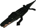 Crocodile