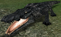 Crocodile