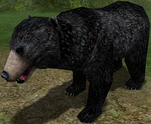 Black Bear-11.png