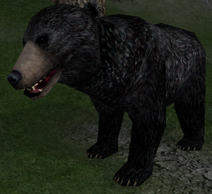 Valley Black Bear-39.png