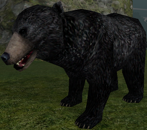 Giant Black Bear-15.png